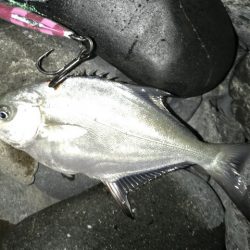 焼津河口周辺で　ハゼ釣りカサゴも釣れました